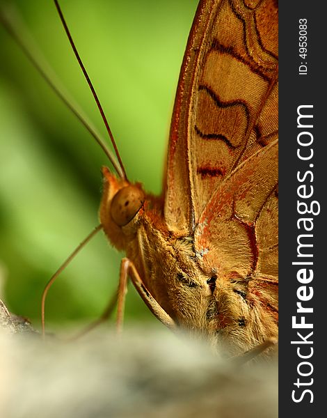 Butterfly with beautiful texture on the body