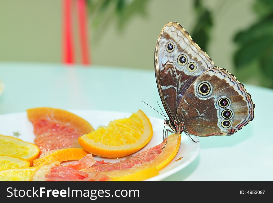 Close up live butterfly and orange
