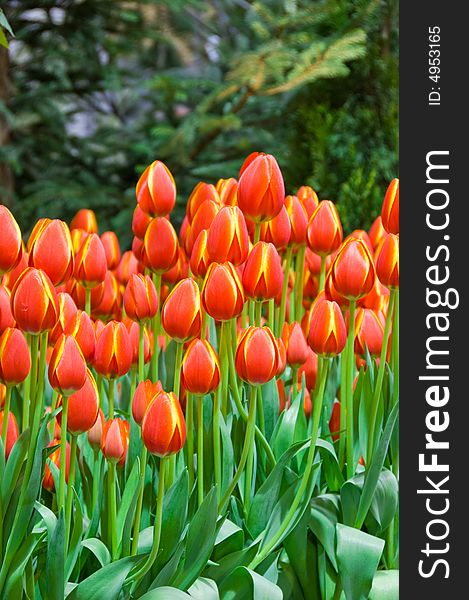 A garden of orange tulips at the Canadian tulip festival. A garden of orange tulips at the Canadian tulip festival