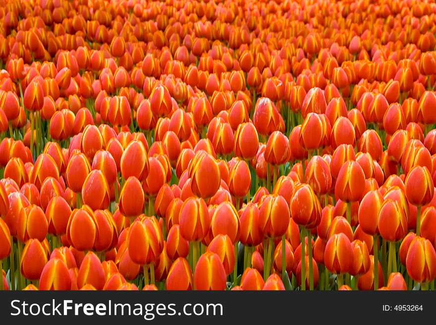 A garden of orange tulips at the Canadian tulip festival. A garden of orange tulips at the Canadian tulip festival