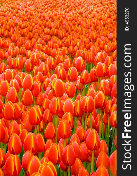 A garden of orange tulips at the Canadian tulip festival. A garden of orange tulips at the Canadian tulip festival