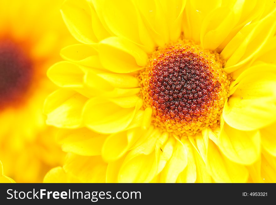 Yellow Chrysanthemum Series 1