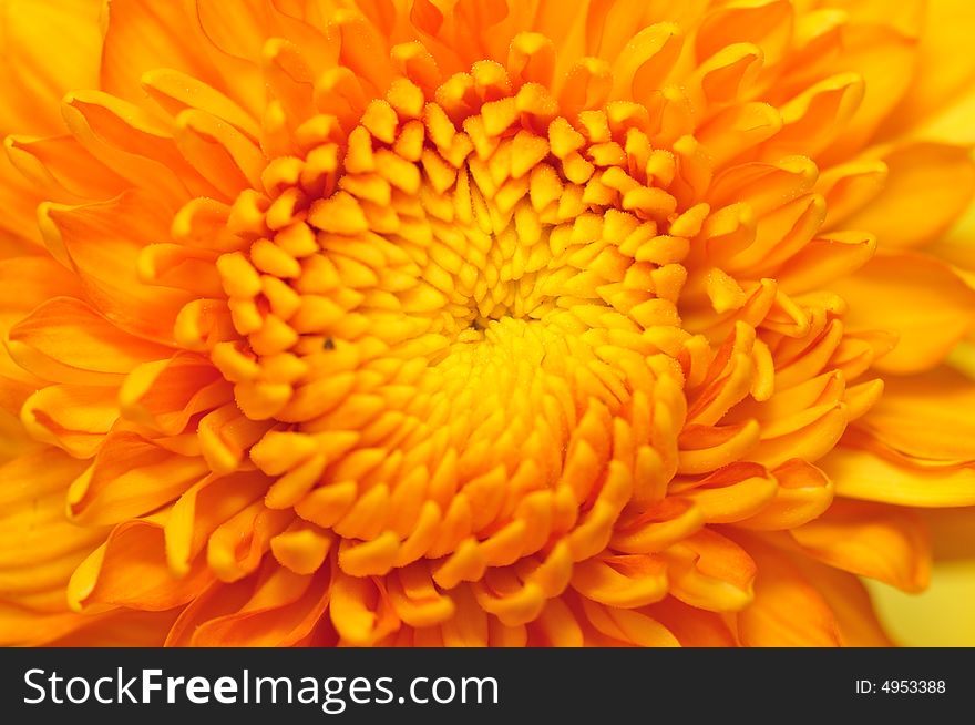 Golden Chrysanthemum Series 2