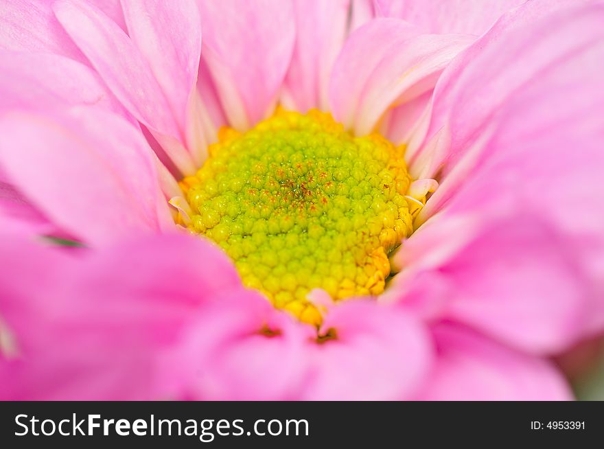 Pink Chrysanthemum Series 2