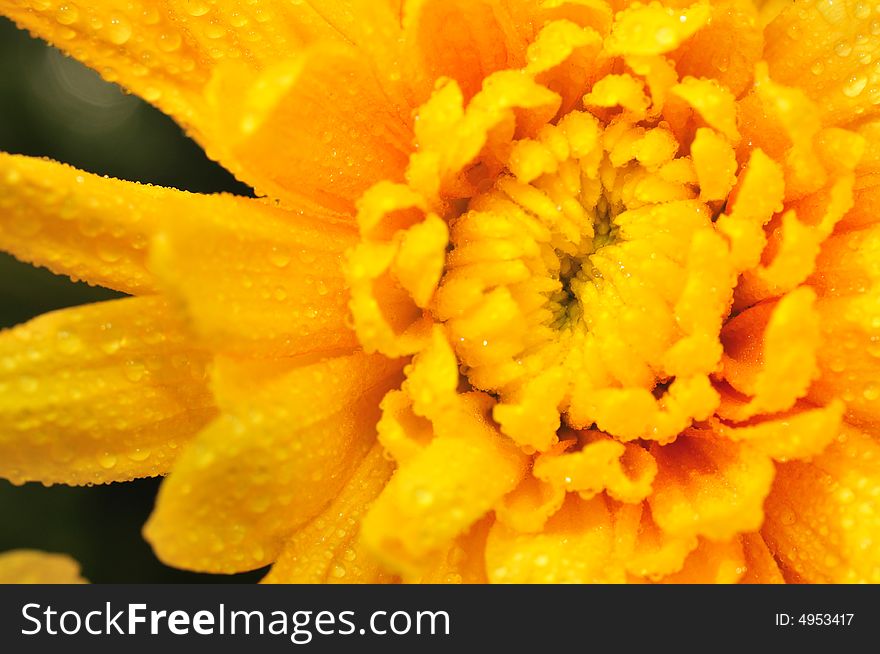 Orange Chrysanthemum 1