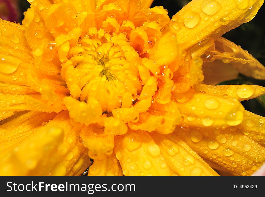 Orange Chrysanthemum 3