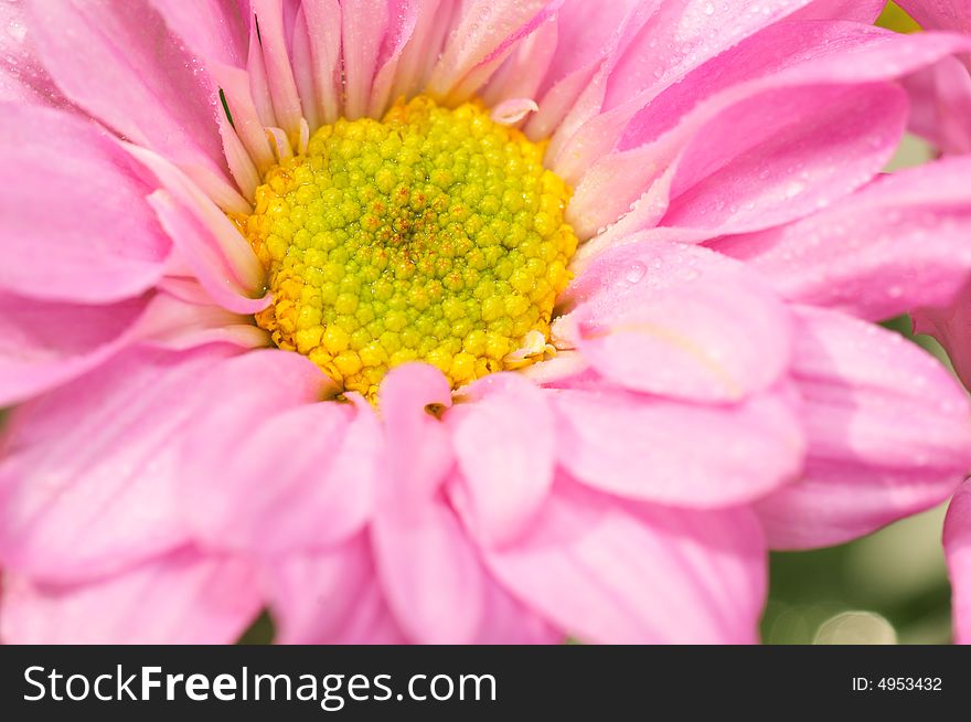 Pink Chrysanthemum Series 3