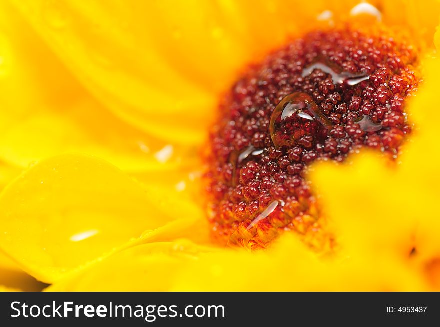 Yellow Chrysanthemum Series 5