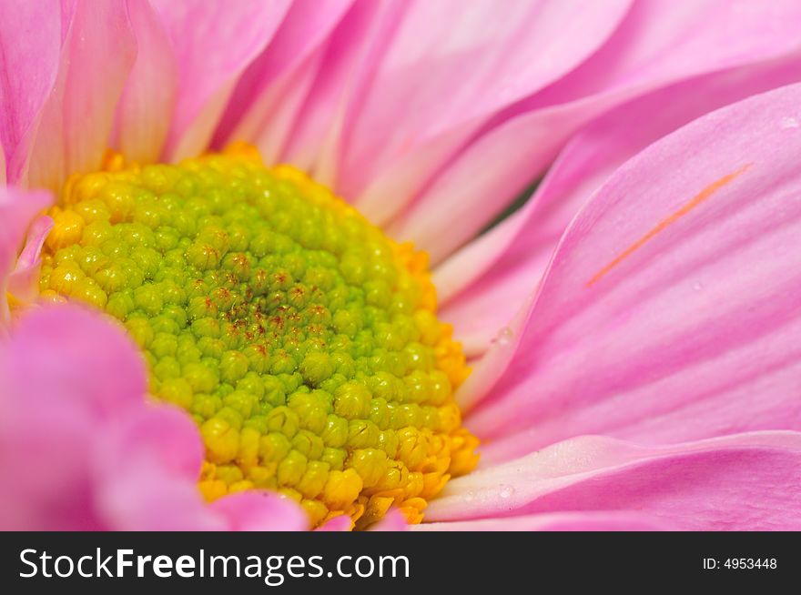 Pink Chrysanthemum Series 4