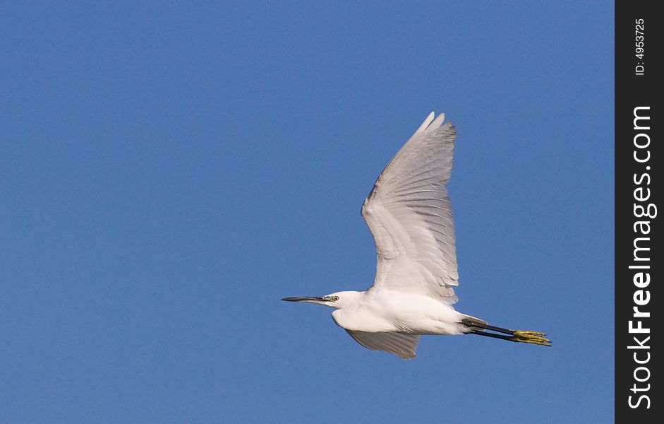 Little egret in flight against a blue sky