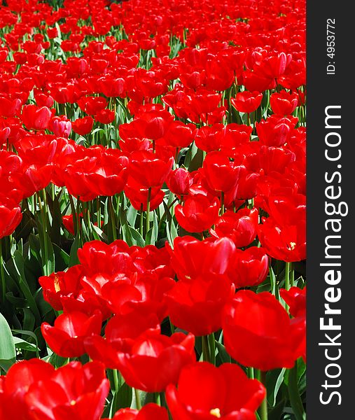 Beautiful red tulips abstract background. Beautiful red tulips abstract background