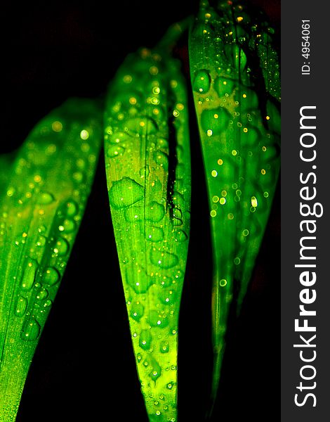 Leaves with droplets of water on a black background. Leaves with droplets of water on a black background.