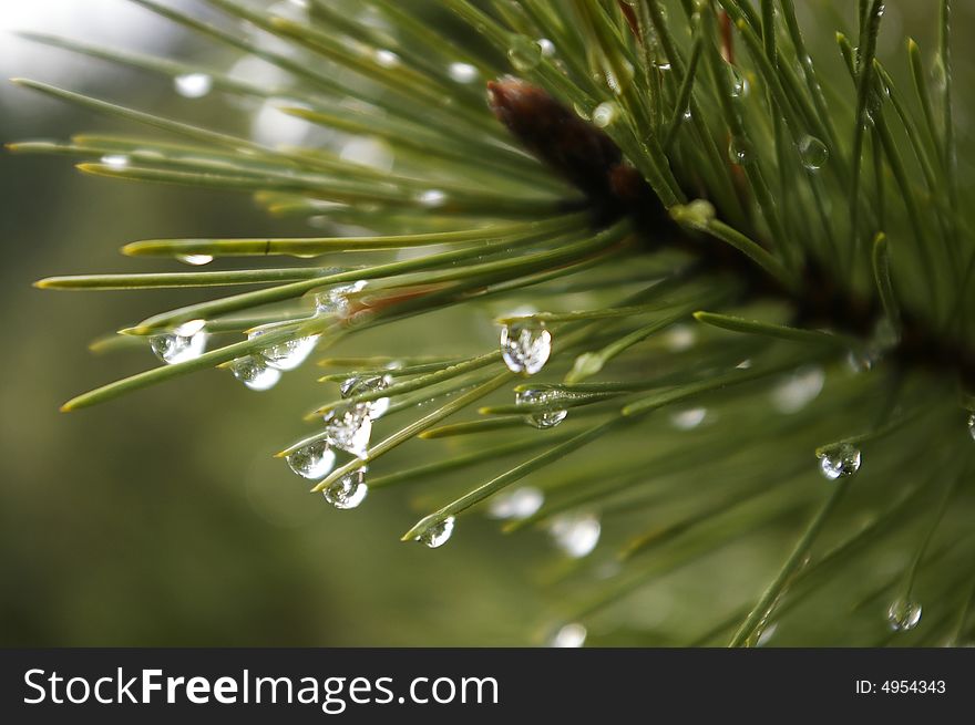 Drops of the water on the pine tree