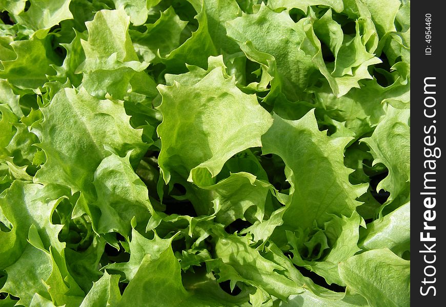 Close-up photo of endive Kentucky lettuce