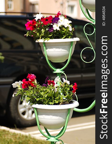 Bowls with red and white flowers on a street (sidewalk) of a city with a car parked nearby. Bowls with red and white flowers on a street (sidewalk) of a city with a car parked nearby