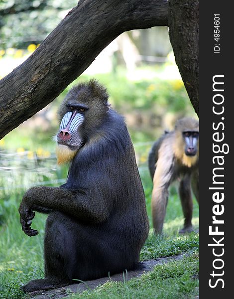 Monkeys at Zoo of Budapest