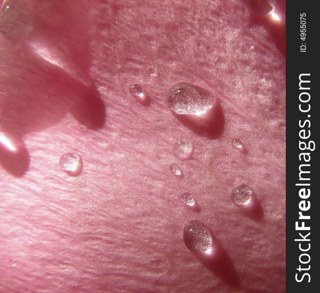 Drops of water on  petal  roses covered by sunlight