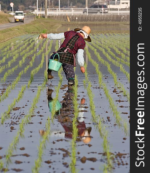 Old Farmer Reflected In A Ricefiled As The Walks