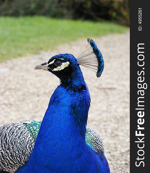Close-up photo of a Peacocks head