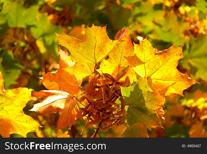 Maple leaves of red and yellow color. Maple leaves of red and yellow color
