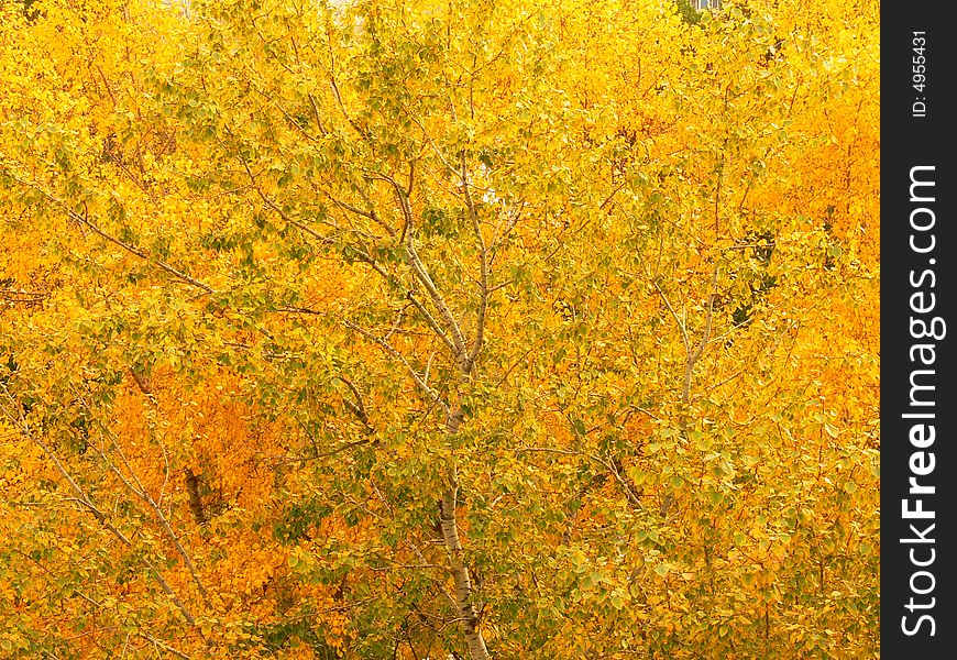 Many yellow trees in one garden. Many yellow trees in one garden