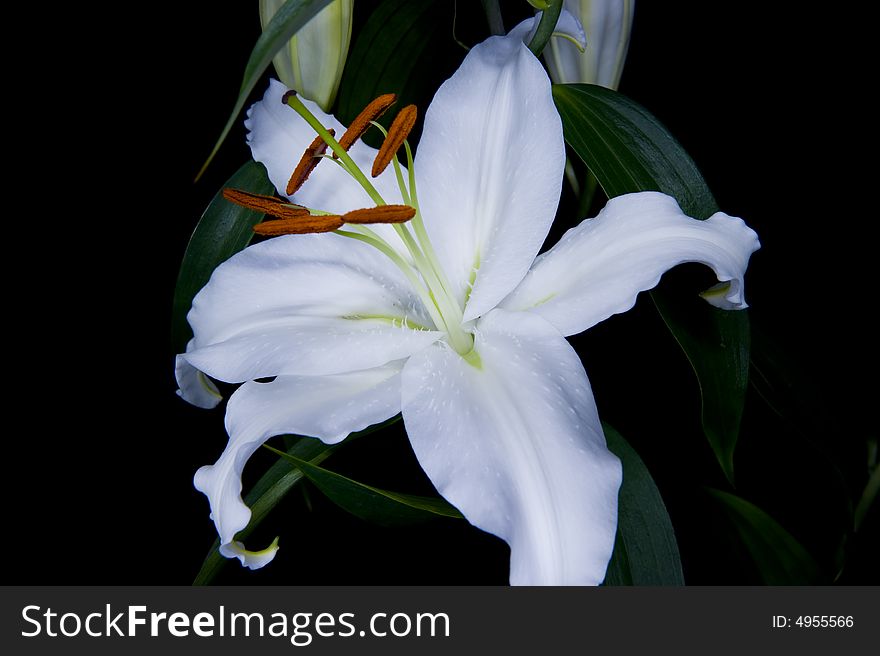 Fully open white lilly