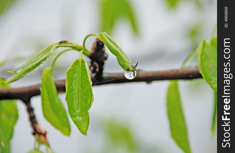 All leafy trees to which belong and fruit blossom out in spring. Representing objects is visible in hanging down a drop of water (she works as a lens). All leafy trees to which belong and fruit blossom out in spring. Representing objects is visible in hanging down a drop of water (she works as a lens).