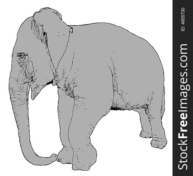 Illustration of an indian grey elephant over a white background