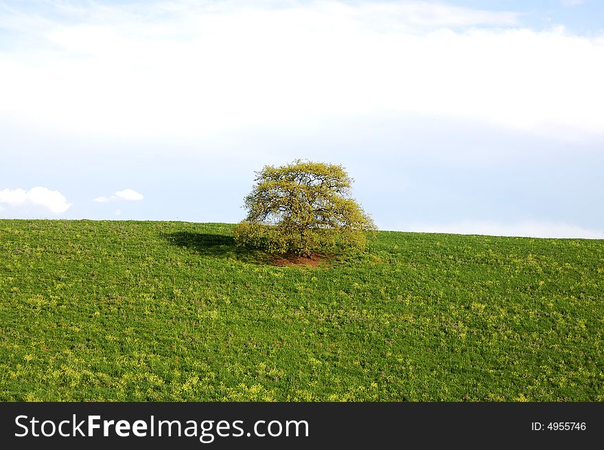 Lonley tree with blue sky and grass. Lonley tree with blue sky and grass