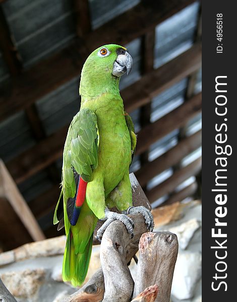 Single green parrot perching on a branch