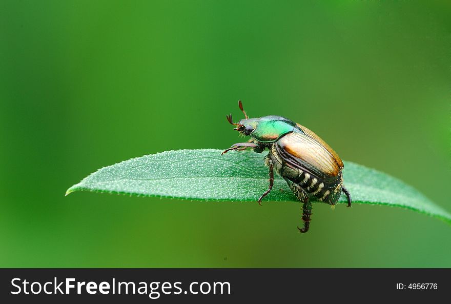 Macro of a chafer and leaf in green background