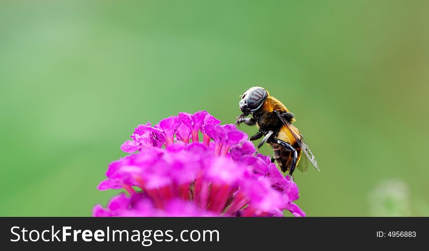 A fly on buddleia flower in green background. A fly on buddleia flower in green background