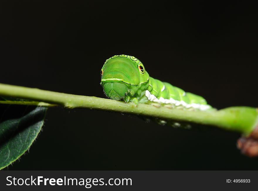 Swallowtail larva face, on branch in black background.