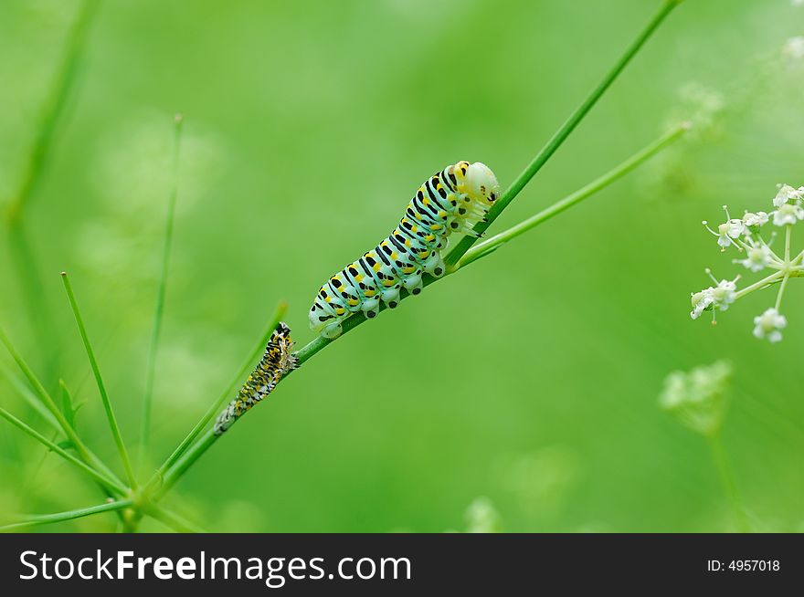 Exuviated caterpillar of Papilio in green background. Exuviated caterpillar of Papilio in green background