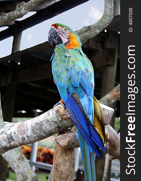 Colorful Macaw sitting on a branch. Colorful Macaw sitting on a branch