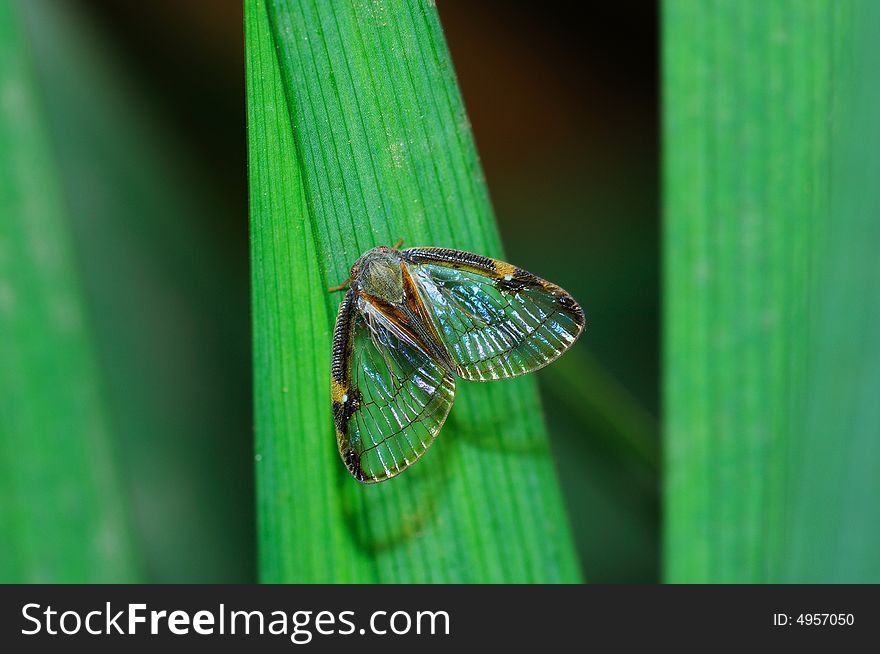 A small cicada on green grass leaf.