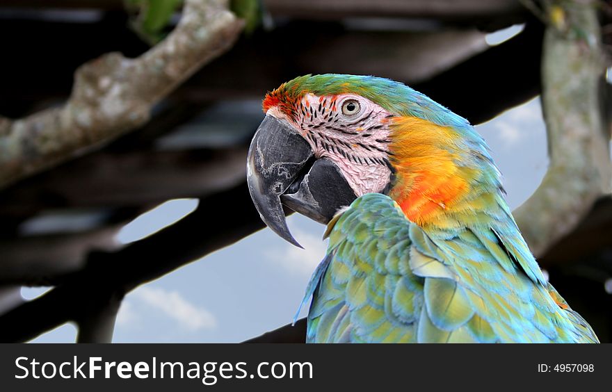 Close up of the head of a colorful macaw. Close up of the head of a colorful macaw