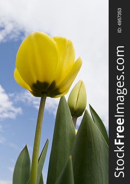 Yellow tulip against blue sky