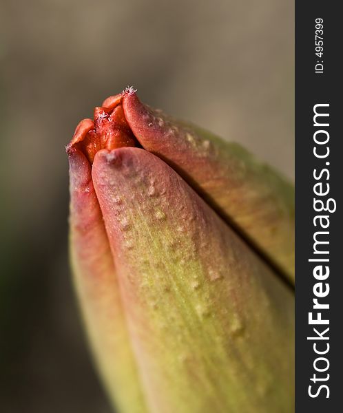 Close up on red tulip bud