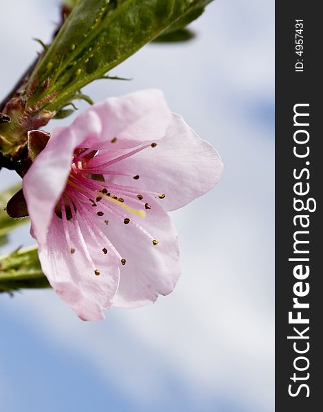 Cherry blossoms against blue sky