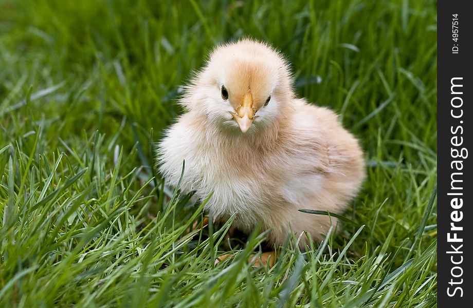 Cute fluffy chicken in grass