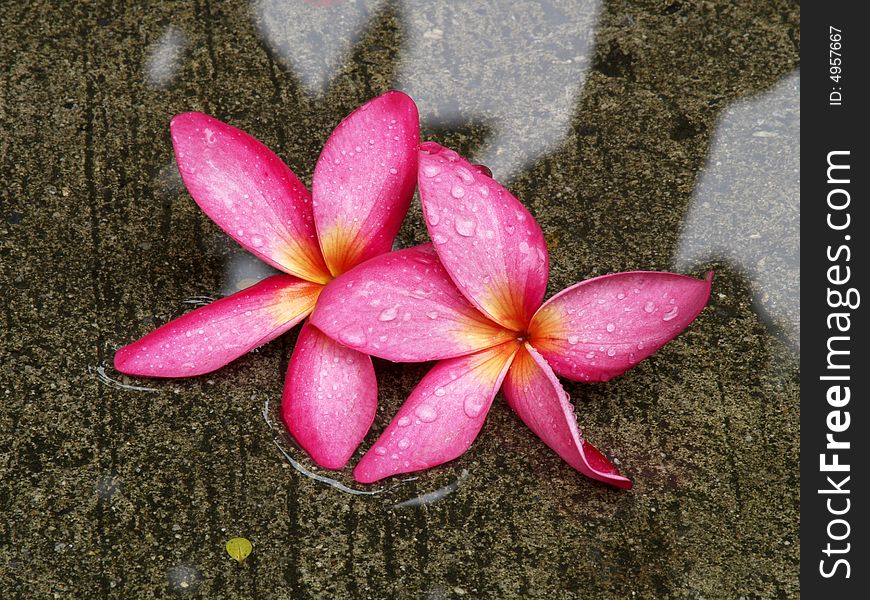 Pink  frangipani flowers, in water with rain on petals. Pink  frangipani flowers, in water with rain on petals
