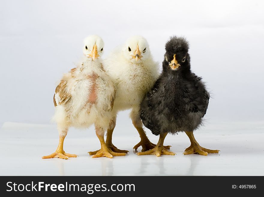 Three little chicken in front of white background