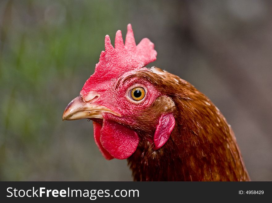 Farm animals series: head of the hen