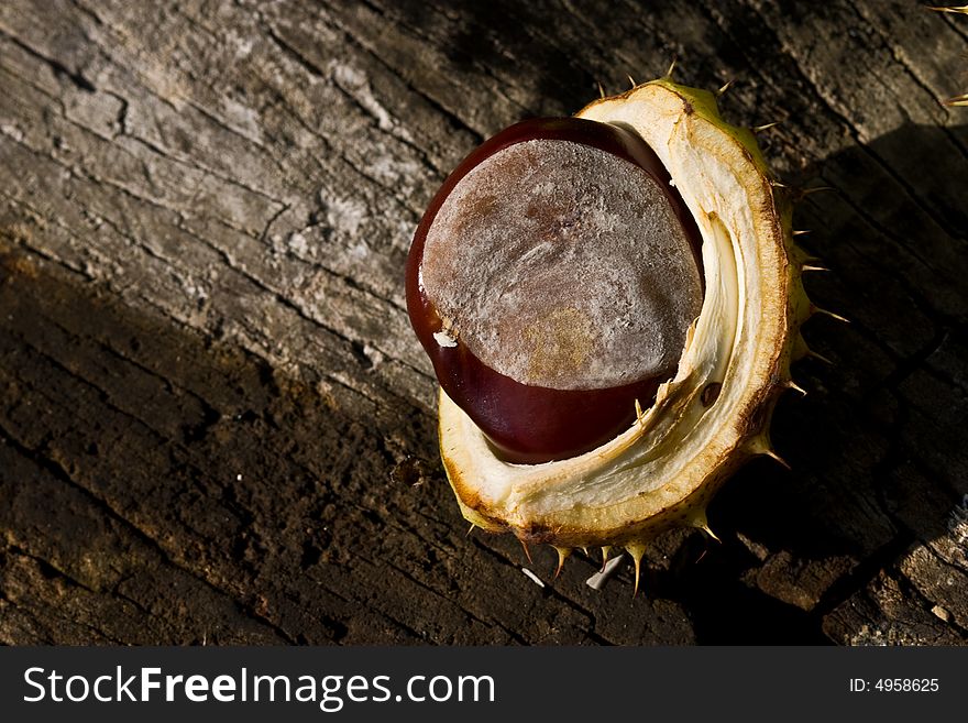 Nature series: ripe chestnut in the rind