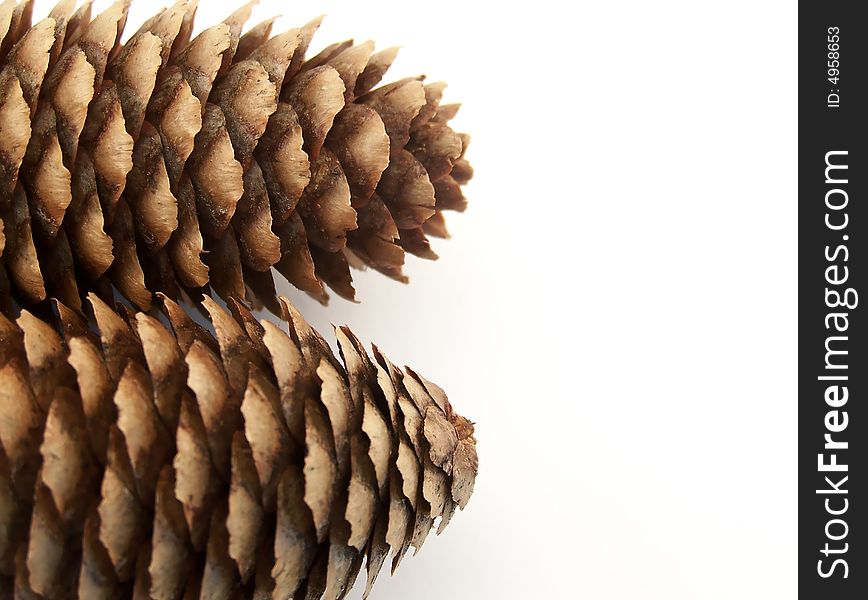 Image of two pinecones placed beside one another, facing different directions.