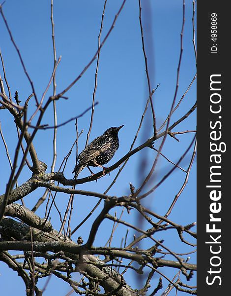 Starling on a branch of a tree close up