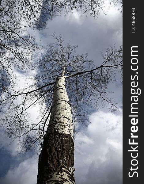 Tall tree with clouds on the sky. Tall tree with clouds on the sky