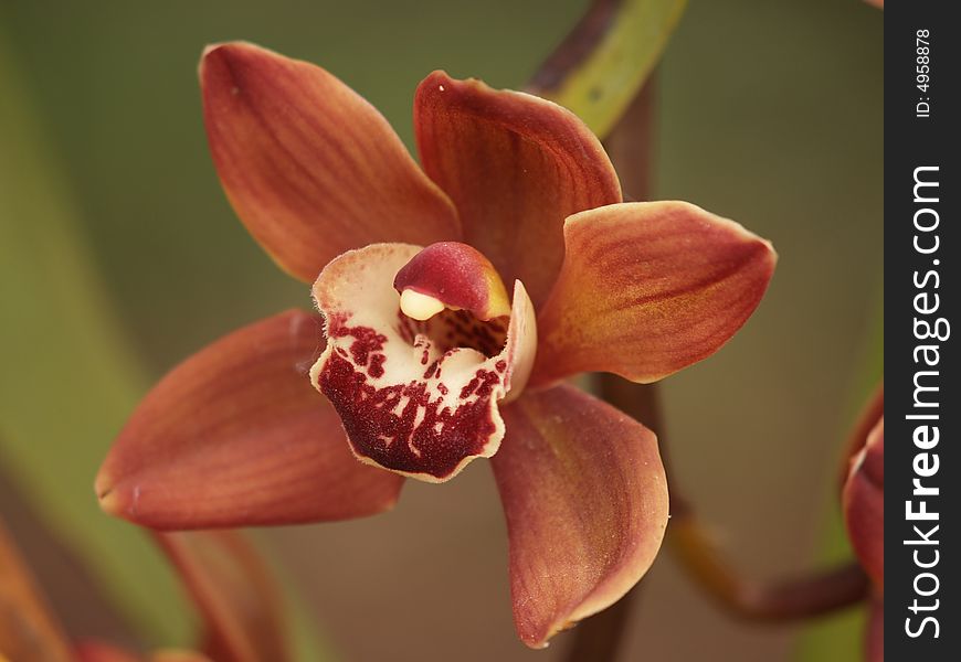 Bronze colored orchid bloom at arboretum