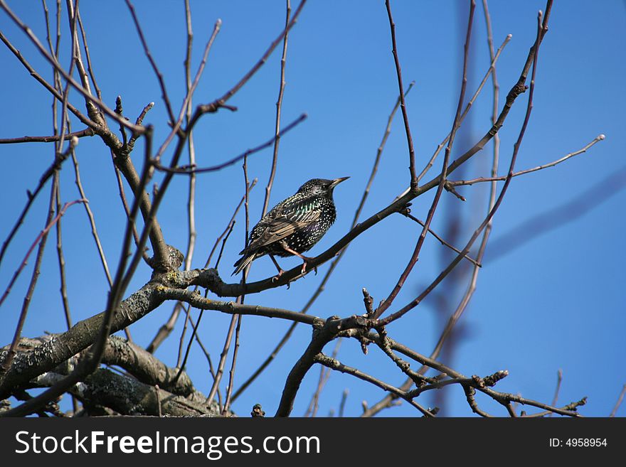 Starling on a branch of a tree close up